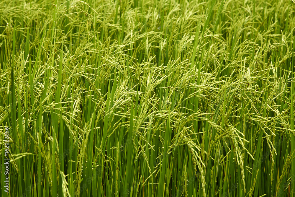 Jasmine Rice field Jasmine Rice field