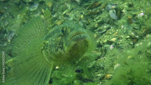 Reproduction of Grass goby (Zosterisessor ophiocephalus): male looks at the surroundings of the burrow, close-up.
 photo