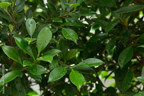 water dew drop on green leaf nature © sutichak