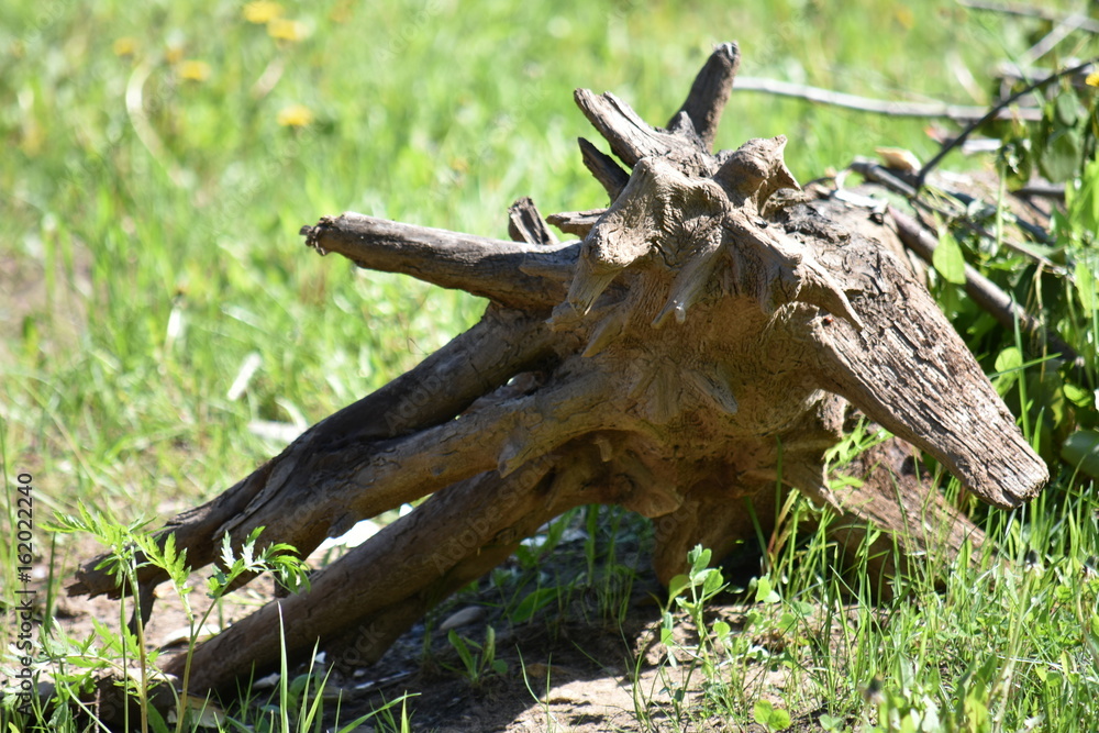 Fototapeta premium Old rotten stump