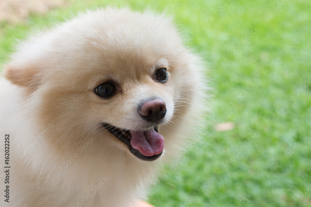 white puppy pomeranian dog cute pet smile happy in garden white puppy pomeranian dog cute pet smile happy in garden