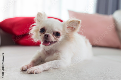 Fototapeta Naklejka Na Ścianę i Meble -  chihuahua dog cute pet