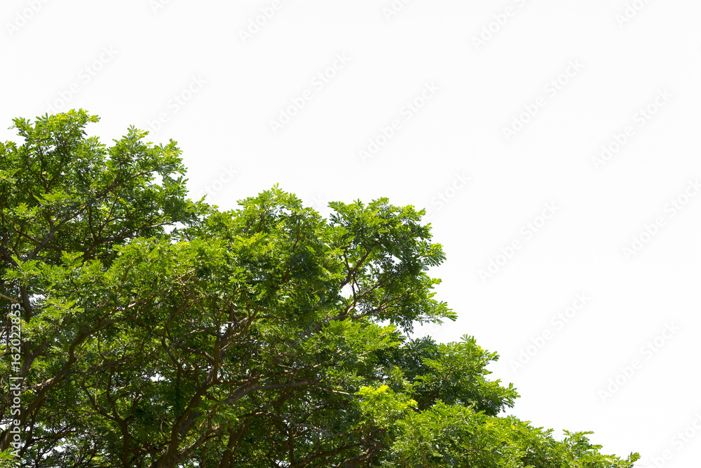 Green leaves isolated.