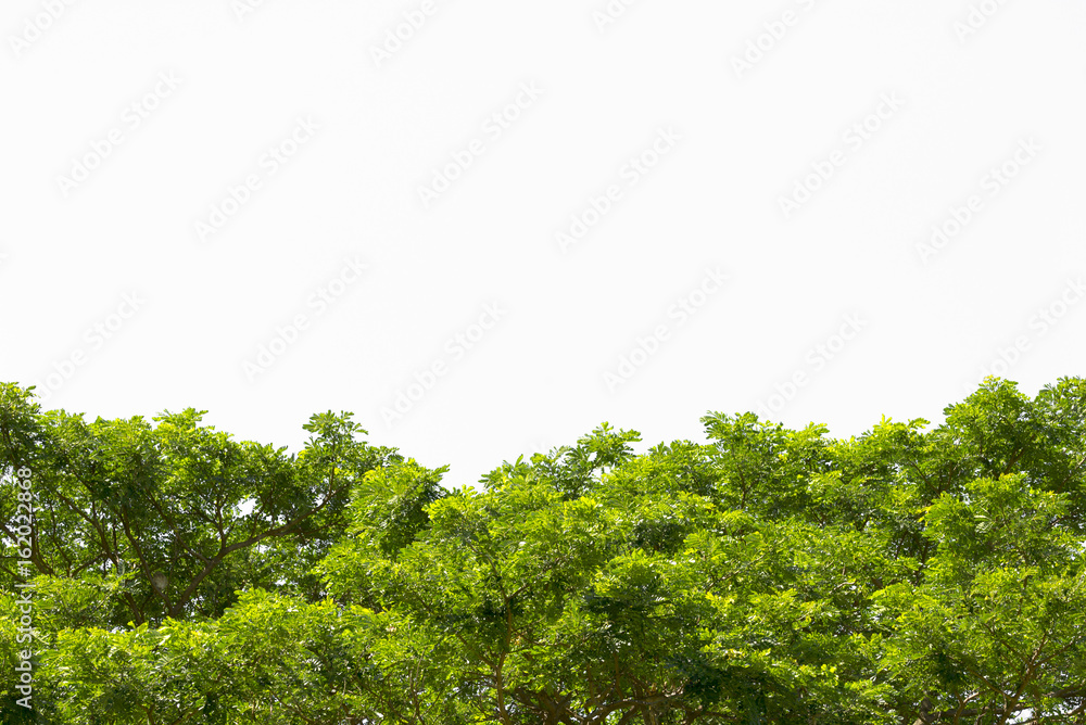 Obraz premium Green leaves isolated.