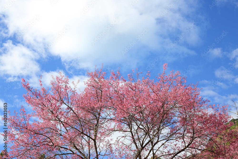 Beautiful pink cherry blossom flower blooming with clear blue sky background Beautiful pink cherry blossom flower blooming with clear blue sky background