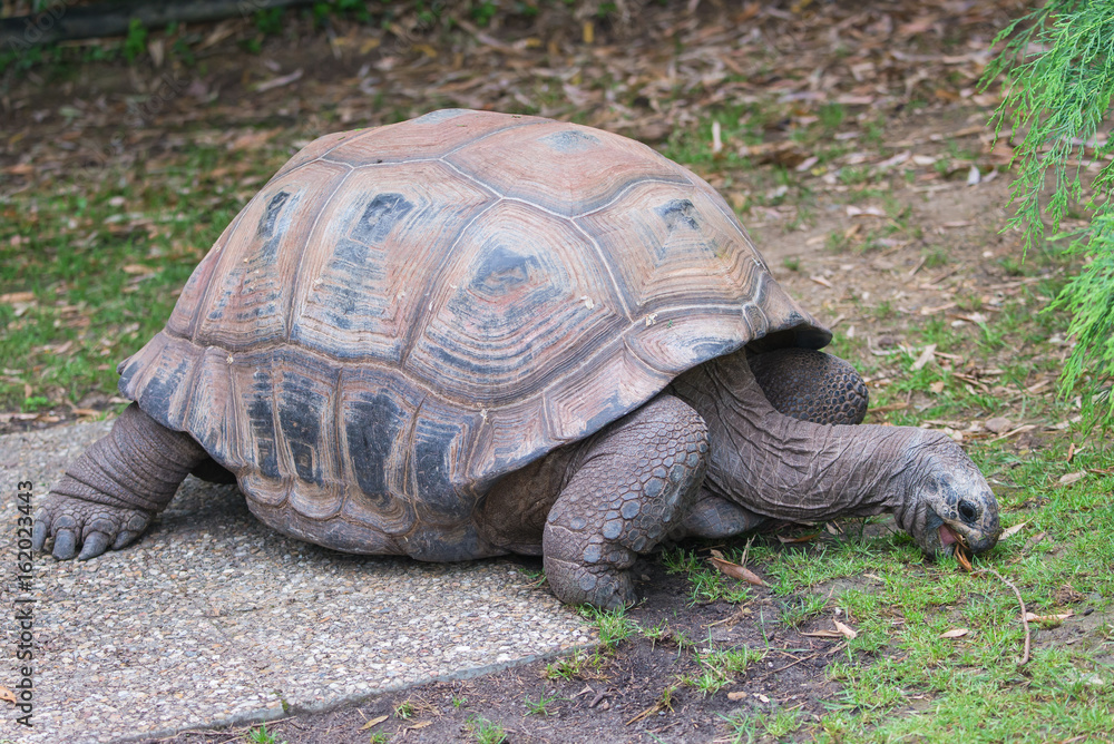 Aldabra Giant Tortoise, Seychelles tortoise
Aldabra Giant Tortoise, Seychelles tortoise