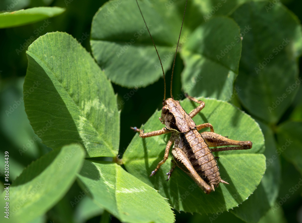 Heuschrecke auf Kleeblatt Heuschrecke auf Kleeblatt