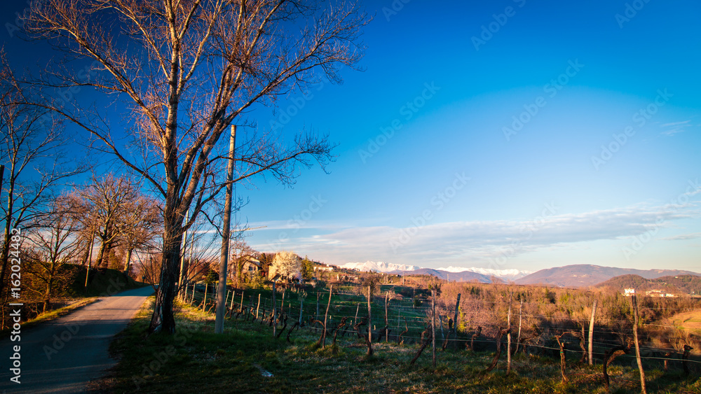 Obraz premium Sunset in the vineyards of Rosazzo