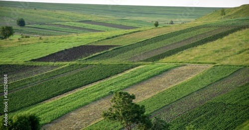 Growing vegetables and cereals on the field in the Ukrainian village © Kokhan O