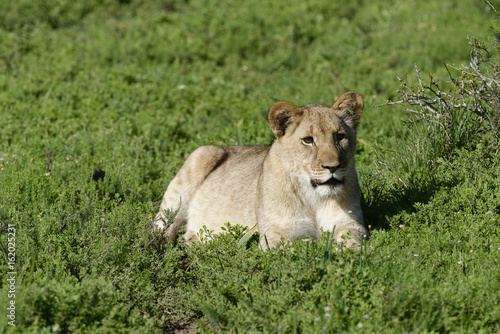 Lion cub  South Africa