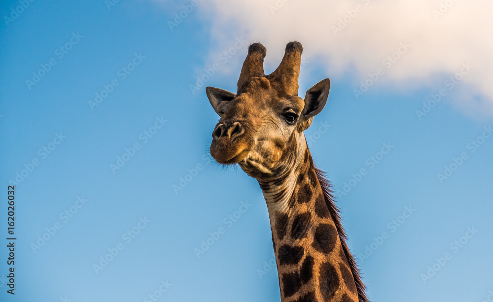Fototapeta premium Giraffe art