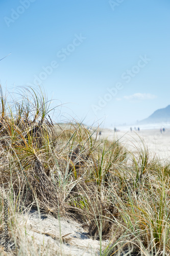 Fototapeta Naklejka Na Ścianę i Meble -  Summer grasses on the dunes