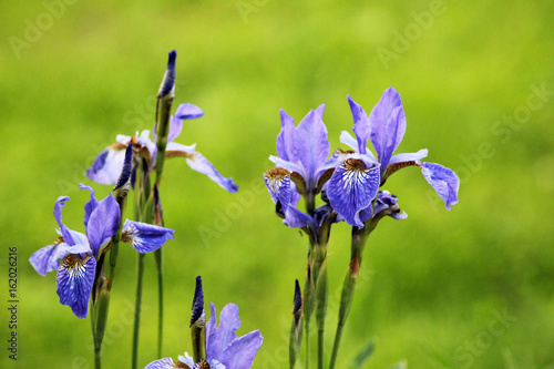 Close up of purple Japanese iris flowers