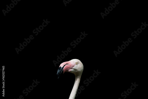 close up head of flamingo bird isolated on black background