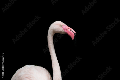 close up head of flamingo bird isolated on black background
