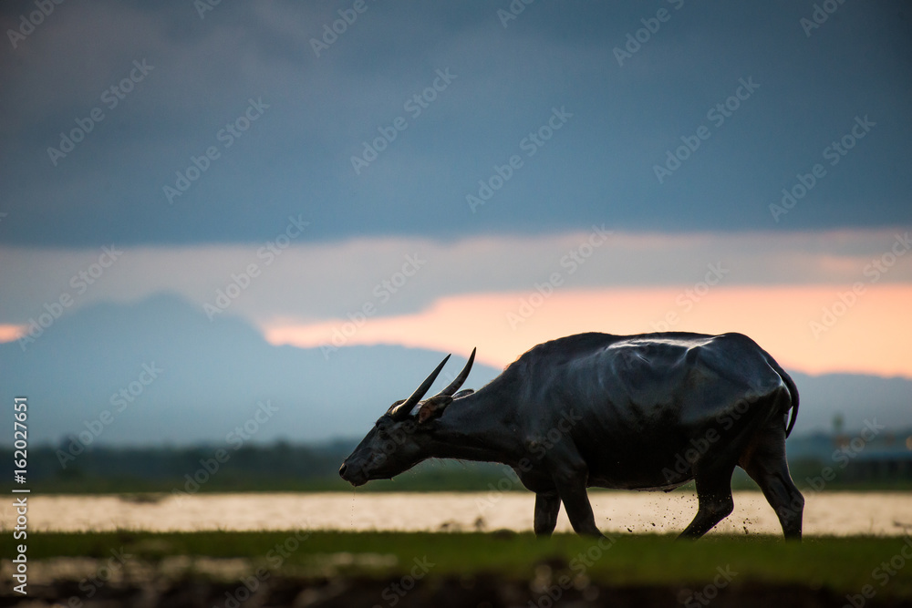 Obraz premium Water buffaloes in wetlands Thale Noi, one of the country's largest wetlands covering Phatthalung, Nakhon Si Thammarat and Songkhla ,South of THAILAND.