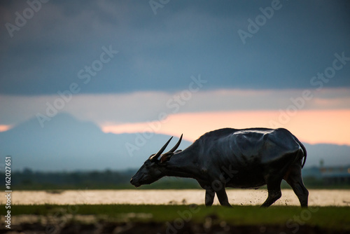 Water buffaloes in wetlands Thale Noi, one of the country's largest wetlands covering Phatthalung, Nakhon Si Thammarat and Songkhla ,South of THAILAND. photo