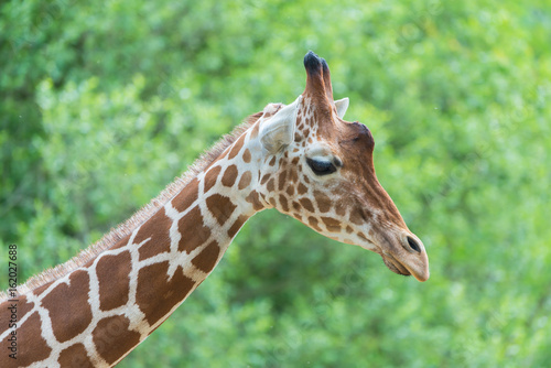  Giraffe, funny face, profile