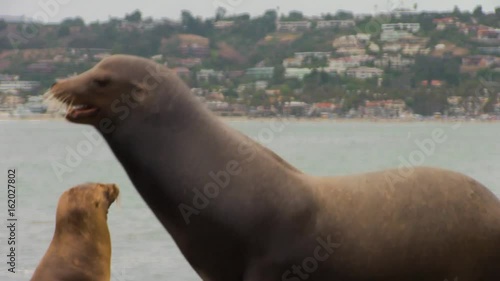Large Sea Lion Passes By