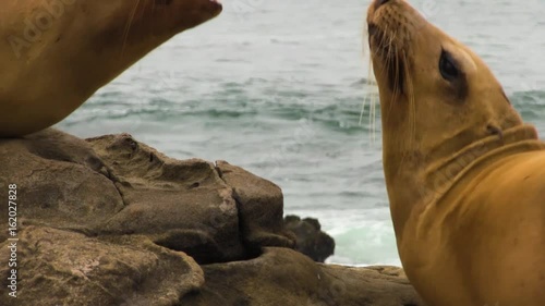 Two Sea Lions Close Up