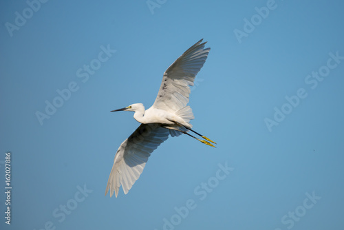 flying heron bird