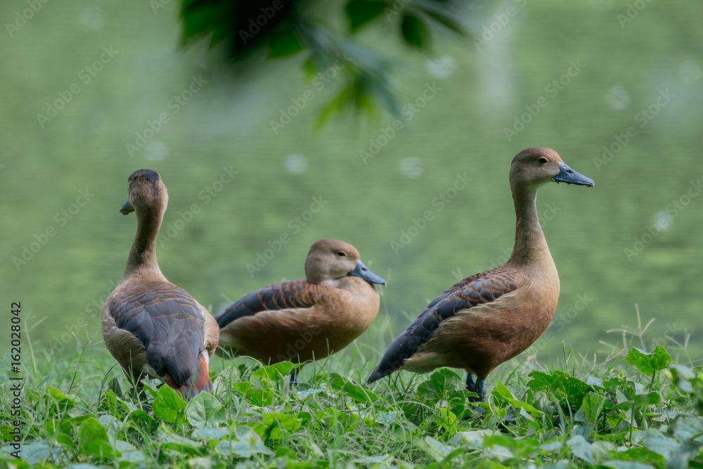 Lesser Whistling Duck Lesser Whistling Duck