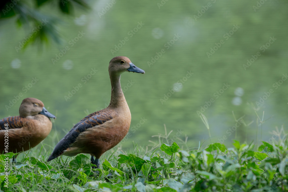 Lesser Whistling Duck Lesser Whistling Duck