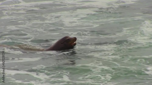 Large Sea Lion Swimming