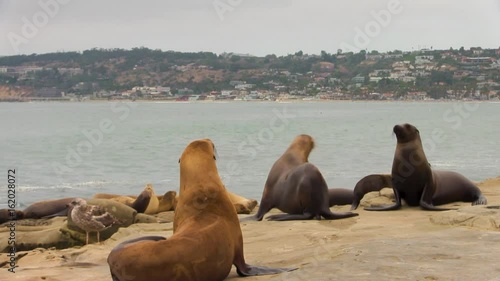 Group of Sea Lions on Rocks by Ocean