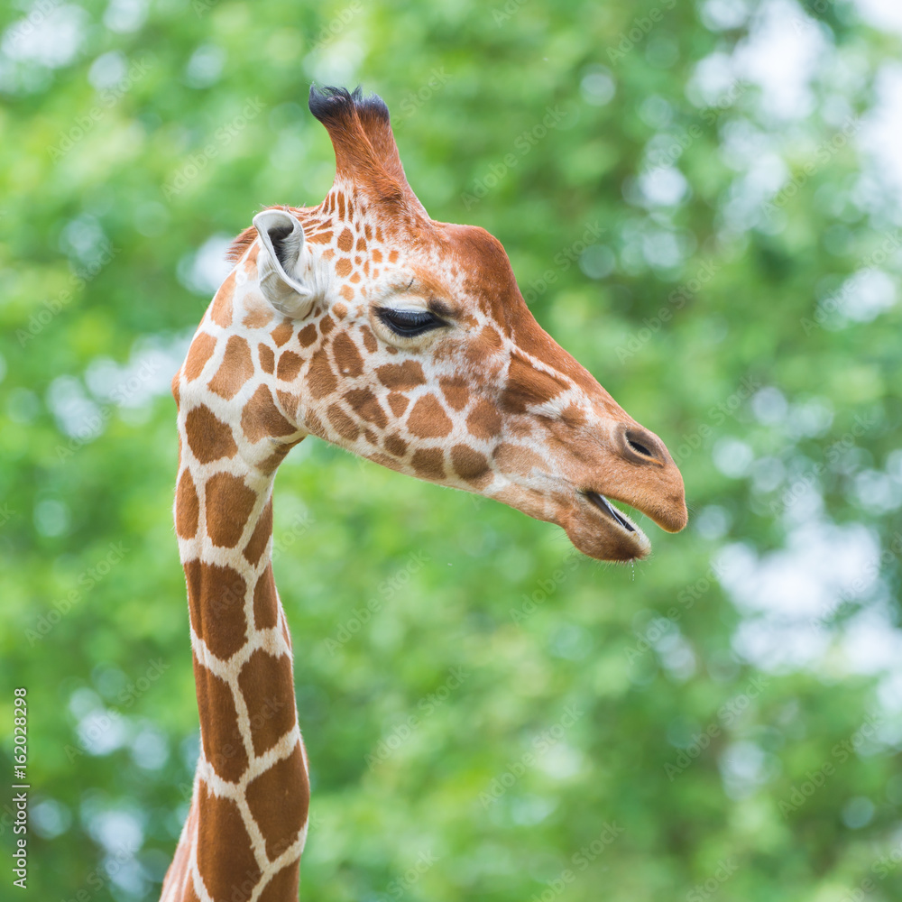 Giraffe, funny face, profile Stock Photo | Adobe Stock