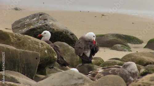 Seagull Cleans its Feathers