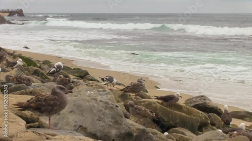 Seagulls by the Ocean