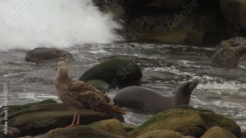 Sea Lion and Seagull Midshot