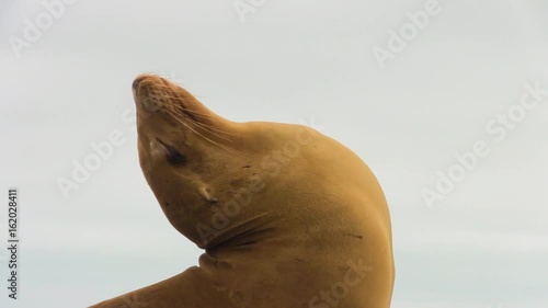 Sea Lion Close Up Head Bobbing