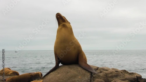 Sea Lion Grand Pose