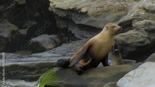 Sea Lion Scratches Itself