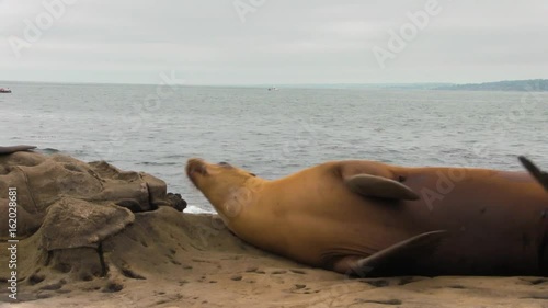 Sea Lion Rolling of the Rocks