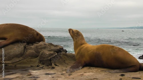 Sea Lion Looks for a Comfortable Spot