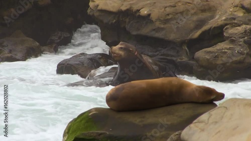 Sea Lions gets Mad at the Ocean