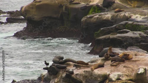 Sea Lions from a Distance