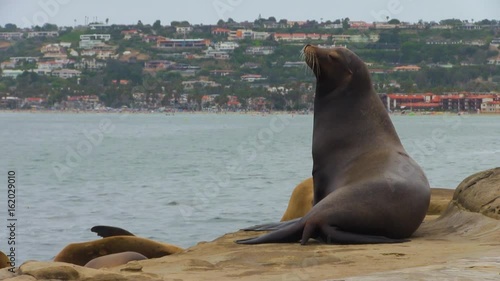Sea Lions with Ocean and Houses