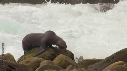 Sea Lion Climbs Rocks as Waves Come in