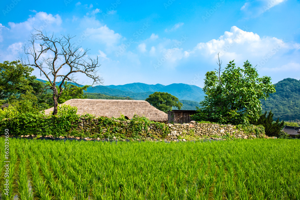 Obraz premium 논에 초록색의 벼가 자라고 있는 한국 아산시 외암민속마을