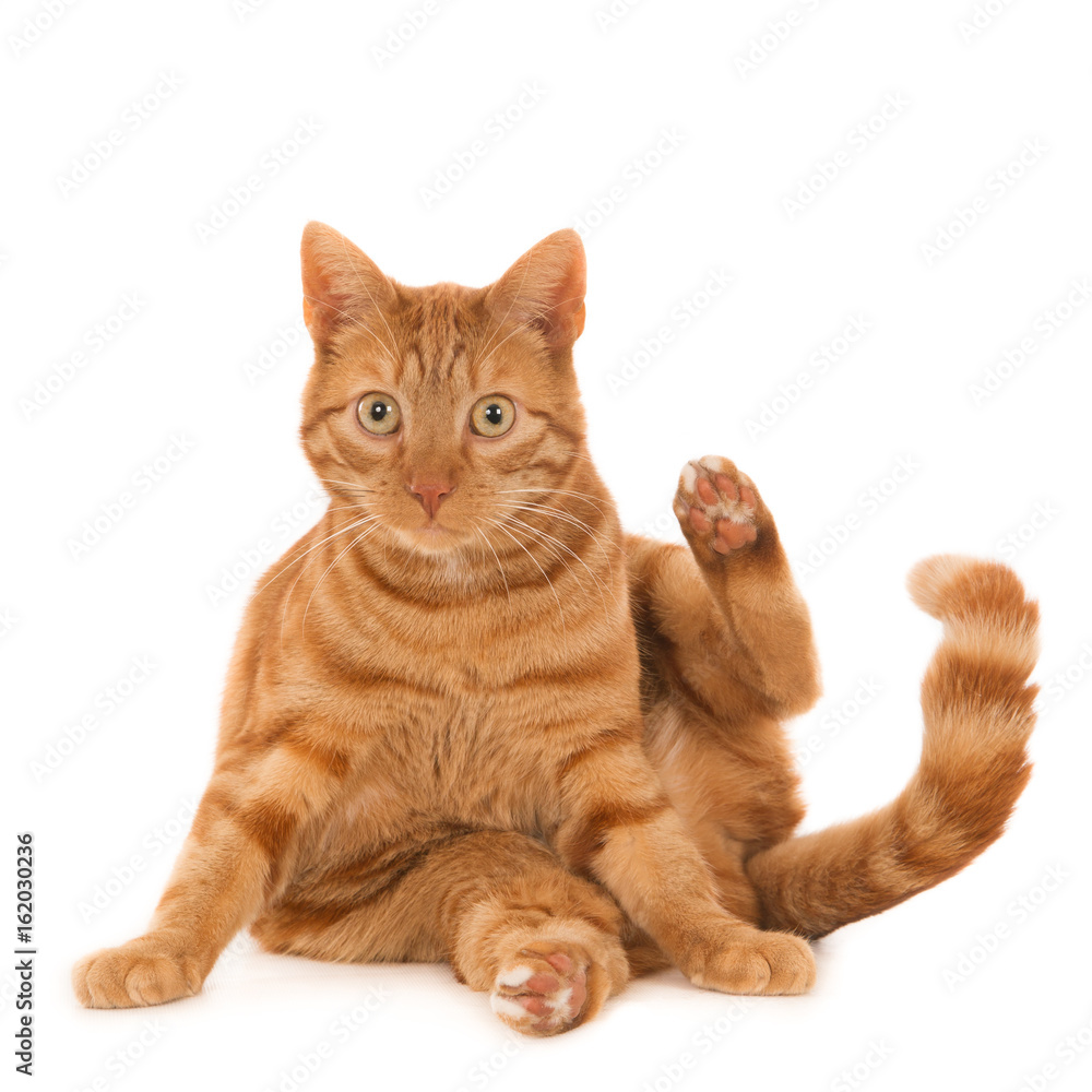 Sitting ginger cat waving goodbye. White background (1x1)