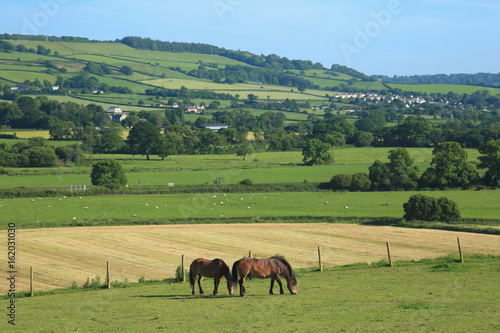 Two horses graze on a farmland in Axe Valley, Devon