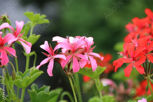 Fototapeta Naklejka Na Ścianę i Meble -  Geranien in Rosa und Rot