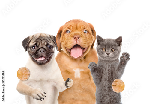 Group of pets - cat and dogs. isolated on white background