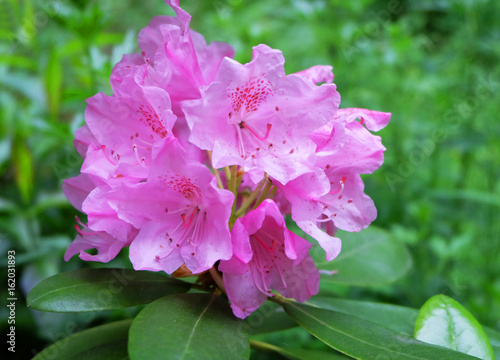 Lush blossoms of pink Rhododendron against a background of greenery.