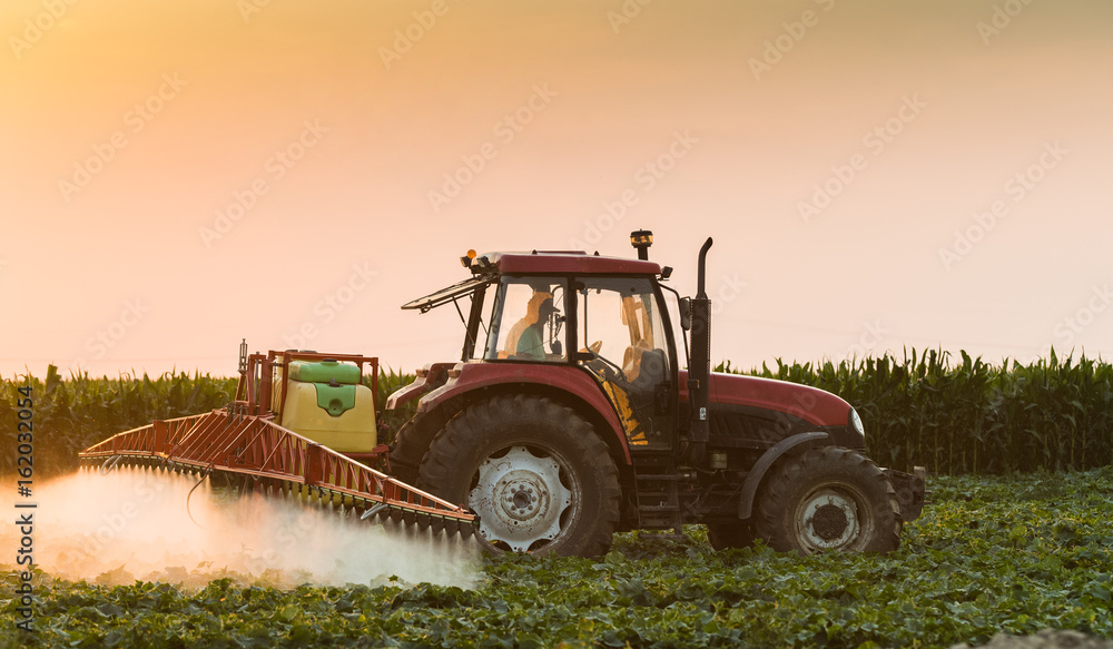 Fototapeta premium Tractor spraying vegetable field at spring