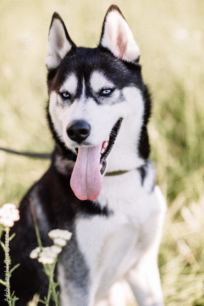 Black and white Siberian husky sitting on a mountain on the background of lakes and forests. The dog on the background of natural landscape.